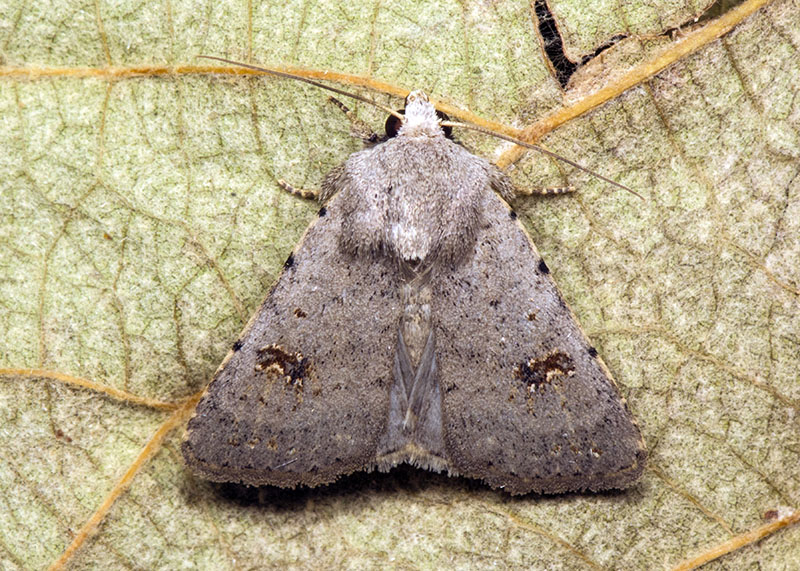 Noctuidae settembrini